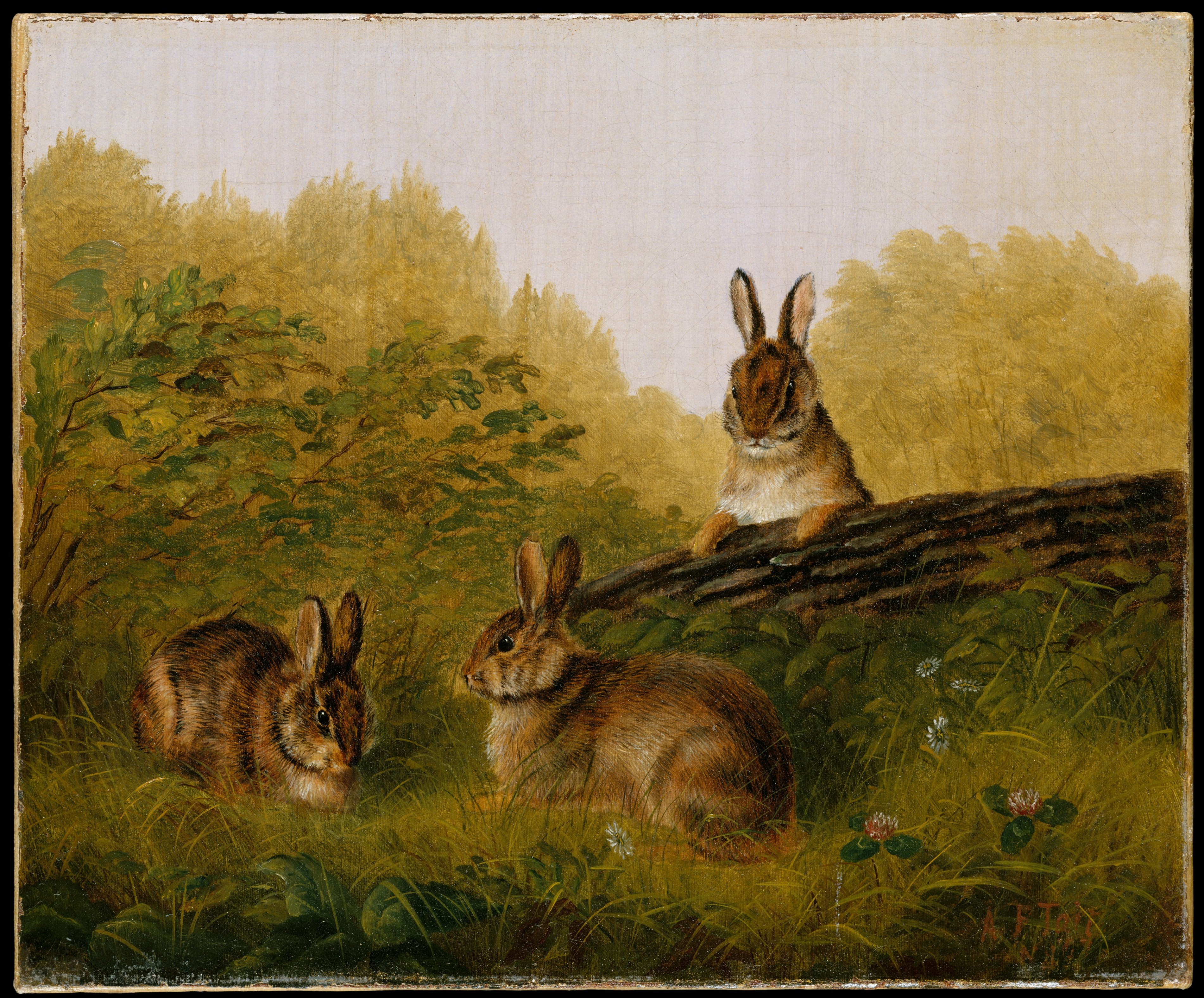 A rabbit is upright, balancing on a log by its front paws, looking down at two other rabbits who seem to be consulting with each other.