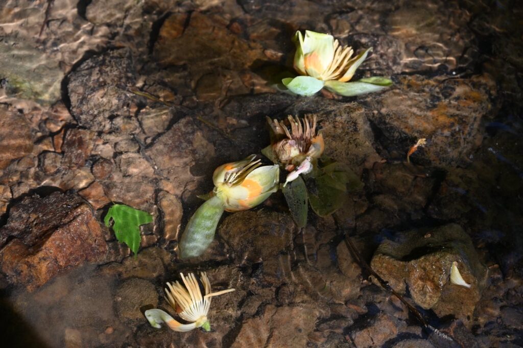 Top-down view of cream-and-green-colored blossoms submerged in a clear, shallow pool of water with a rock bed.