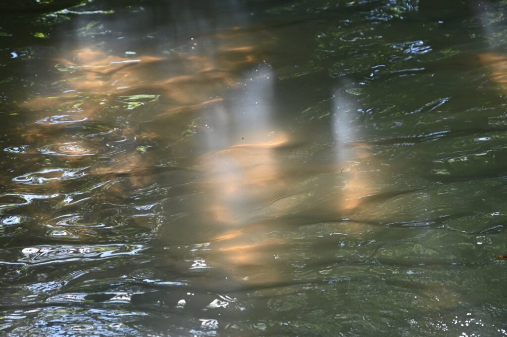 Beams of light play through the creek surface, creating an almost ethereal glow.