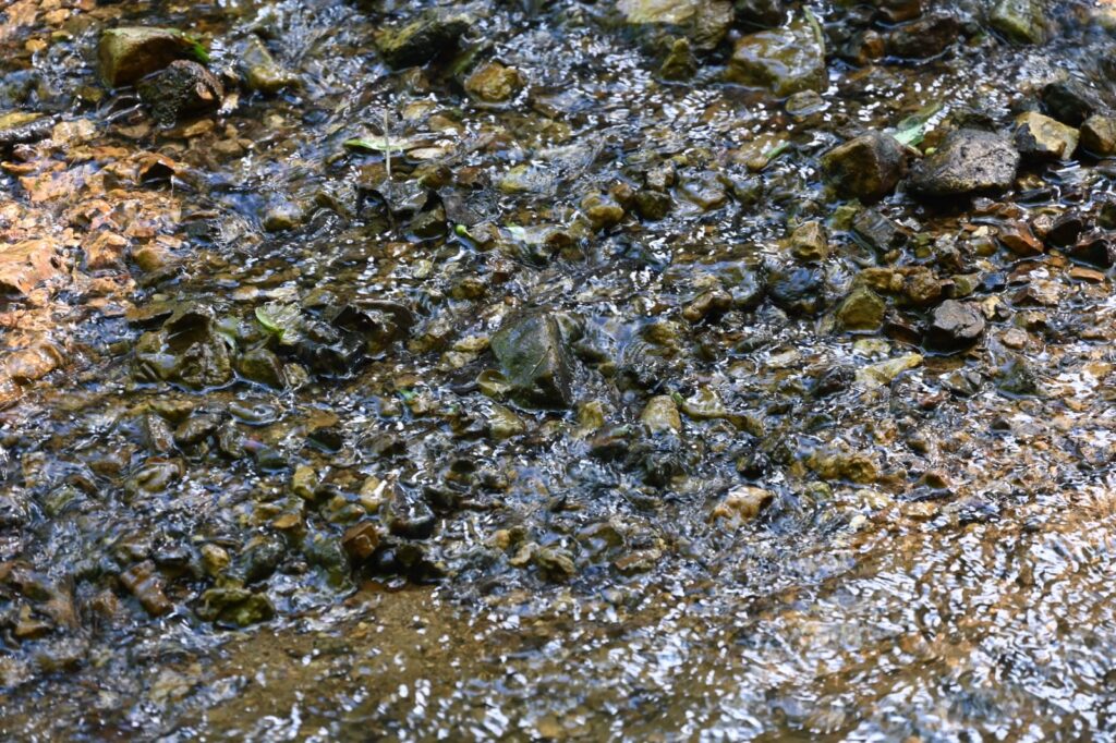 Shallow water hews closely to the creek bed, outlining its rocks and stones.