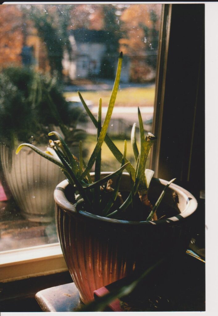 An aloe plant in a brown ridged pot sits on a windowsill looking out at a neighborhood with green lawns, red and brown fall foliage, and houses in the distance.