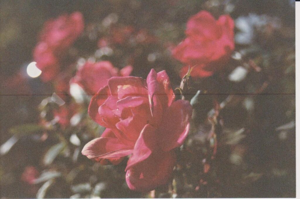 Close-up of a red flower in full bloom. In the background we see the rest of the bush with other red flowers throughout. Shot on grainy film.