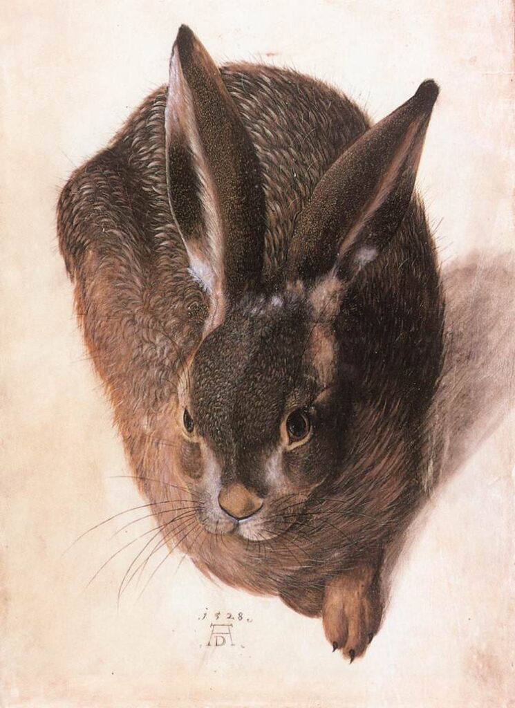 Hans Hoffman's hare--front view, with mottled fur and pointed ears.