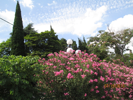 Garden view, with a bush in full pink flower in front of a lamppost. Beyond this, the tops of trees and a blue sky.