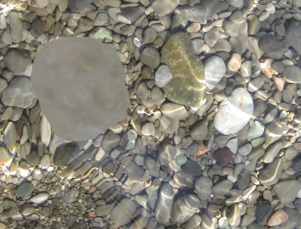 Rocks and a semi-translucent jellyfish viewed through clear, shallow water.