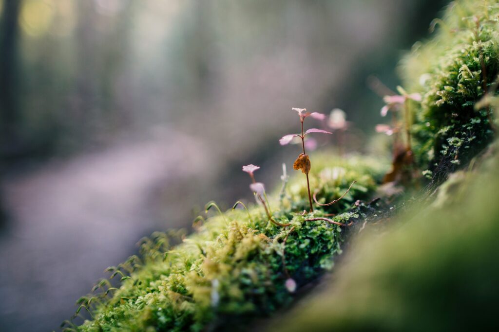 Green moss at an angle, with small pink flowering areas